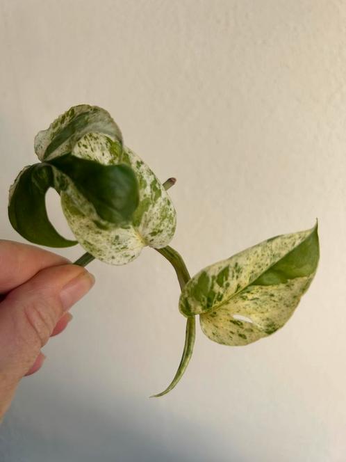 Epipremnum marble variegata, verse stek, Huis en Inrichting, Kamerplanten, Overige soorten, Minder dan 100 cm, Ophalen of Verzenden