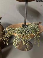 Kunst dadeltakken €15,99 p.s.
In groen en bruin tint.

Z, Huis en Inrichting, Ophalen of Verzenden, Nieuw, Binnen