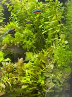 Bacopa Caroliniana, Dieren en Toebehoren, Ophalen of Verzenden, Nieuw, Plant(en), Steen of Hout