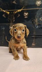 Fattoria del Bassotto heeft prachtige teckeltjes beschikbaar, Dieren en Toebehoren, Nederland, CDV (hondenziekte), 8 tot 15 weken