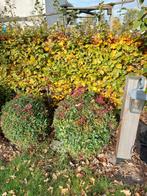 Nandina domestica 'gulf steam' (hemelse bamboe), Vaste plant, Bloeit niet, Halfschaduw, Ophalen