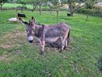 Ezel te koop!, Dieren en Toebehoren, Overige Dieren, Januari, Mannelijk