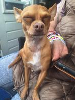 chihuahua, Dieren en Toebehoren, Honden | Chihuahua's en Gezelschapshonden, Rabiës (hondsdolheid), Reu, Eén hond, Chihuahua