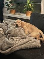 Labrador pups mogen nest verlaten 07-02-26, Parvo, 8 tot 15 weken, Labrador retriever, Meerdere