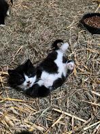 3 lieve kittens te koop, Dieren en Toebehoren, Katten en Kittens | Overige Katten, Meerdere dieren