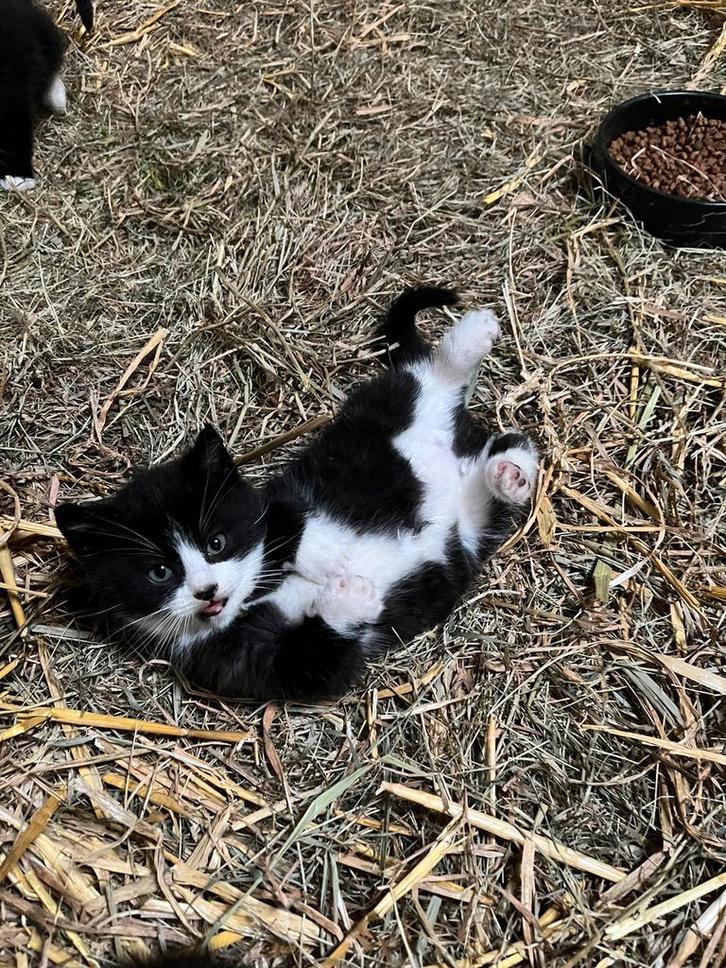 3 lieve kittens te koop, Dieren en Toebehoren, Katten en Kittens | Overige Katten, Meerdere dieren