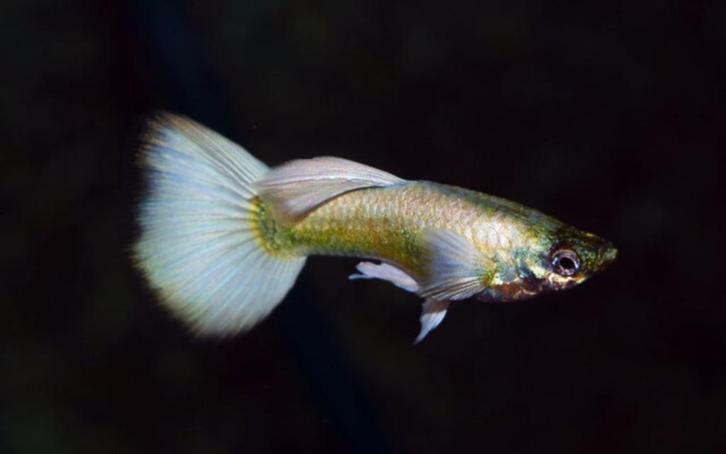 Hobbyaquarium Poec Ret Luminious white, Dieren en Toebehoren, Vissen | Aquariumvissen, Zoetwatervis, Vis, Schoolvis
