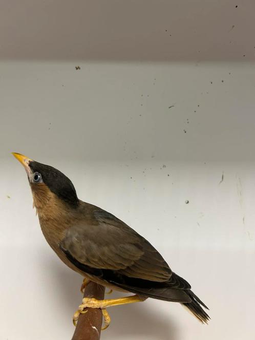 2-0 pagode spreeuwen, Dieren en Toebehoren, Vogels | Overige Vogels, Tropenvogel, Mannelijk