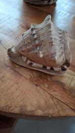 Cassis cornuta hoornslak helmschelp. , Ophalen of Verzenden