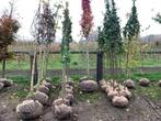 Goedkope bomen, boom, sierbomen, inheemse bomen, Ophalen of Verzenden, Overige soorten