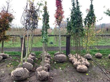 Goedkope bomen, boom, sierbomen, inheemse bomen beschikbaar voor biedingen