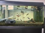 Aquarium, Ophalen, Zo goed als nieuw, Gevuld zoetwateraquarium
