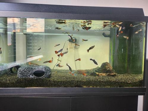 Aquarium, Dieren en Toebehoren, Vissen | Aquaria en Toebehoren, Zo goed als nieuw, Gevuld zoetwateraquarium, Ophalen