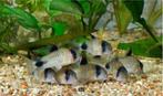 Corydora Panda - Koidream Valburg, Dieren en Toebehoren, Vissen | Aquariumvissen, Vis, Zoetwatervis
