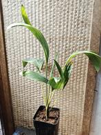 Chambeyronia Houilouensis, Huis en Inrichting, Palm, Ophalen of Verzenden, In pot, Minder dan 100 cm