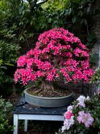 Grote satsuki azalea korin bonsai, Tuin en Terras, Ophalen, Overige soorten, Volle zon