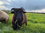 Mooie ouessant ram, Dieren en Toebehoren, Schapen, Geiten en Varkens, Mannelijk, Schaap