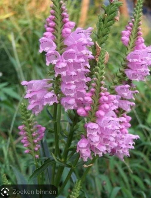 scharnierbloem, Tuin en Terras, Planten | Tuinplanten, Overige soorten, Volle zon, Zomer, Ophalen