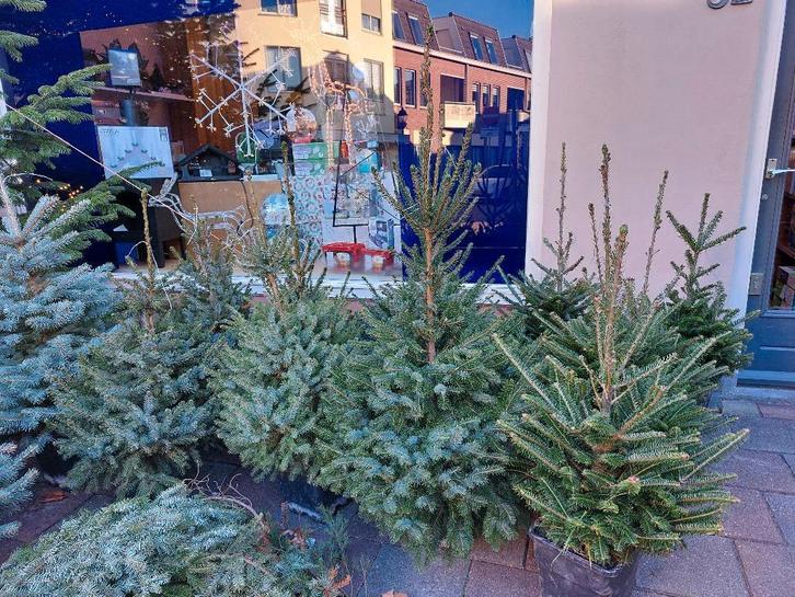 Div. kerstbomen met kluit 80 cm - 160-210 cm totaal 24 stuks, Tuin en Terras, Planten | Bomen, Overige soorten, Minder dan 100 cm