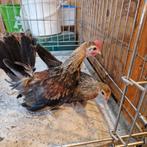 Hollandse kriel, Dieren en Toebehoren, Pluimvee, Mannelijk, Kip