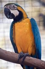 Blauw gele ara man van 2012 wegens wegvallen pop, Dieren en Toebehoren, Papegaai, Geringd