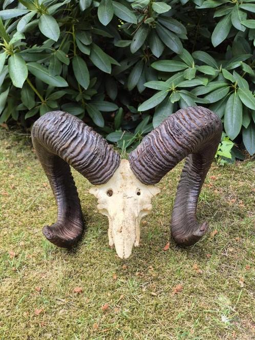 Mooie Grote Moeflon Schedel Met Hoorns Mancave Jacht b88, Verzamelen, Dierenverzamelingen, Schedel, Wild dier, Ophalen of Verzenden