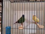 Driekleur papagaai amadines, Meerdere dieren, Tropenvogel
