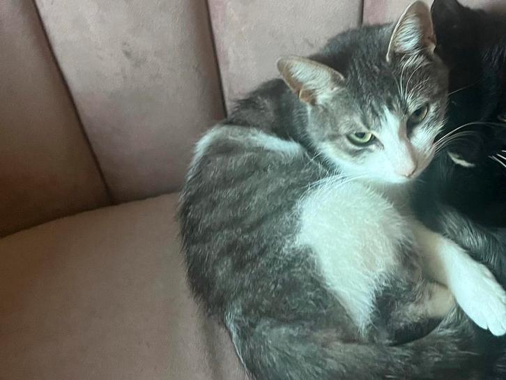 grijs witte kater, Dieren en Toebehoren, Katten en Kittens | Overige Katten, Kortharig, Kater, 0 tot 2 jaar