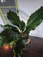 Anthurium birdsnest, Ophalen, 100 tot 150 cm, Overige soorten, Halfschaduw