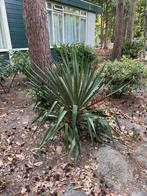 Winterharde Yucca Palmlelie – Sterke Tuinplant met Tropische, 100 tot 250 cm, Zomer, Palmboom, Ophalen