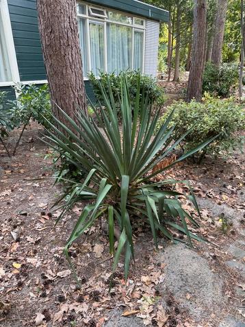 Winterharde Yucca Palmlelie – Sterke Tuinplant met Tropische beschikbaar voor biedingen