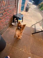 NIET TE KOOP!! Dekreu Chihuahua langharige, Dieren en Toebehoren, Honden | Chihuahua's en Gezelschapshonden, Reu, CDV (hondenziekte)