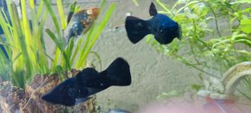 2 Black molly's beschikbaar voor biedingen