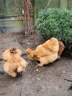 Broedeieren buff zijdehoen, Geslacht onbekend, Kip