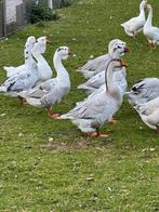 Grote dikke ganzen / mannen, Dieren en Toebehoren, Mannelijk, Gans of Zwaan