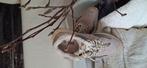 Warm gevoerde sneakers, Ophalen of Verzenden, Nieuw, Sneakers of Gympen