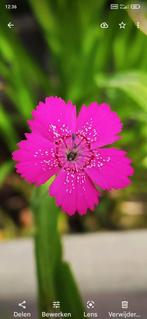 Roze Anjer Plant,dianthus,zaad, Overige soorten, Volle zon, Vaste plant, Verzenden