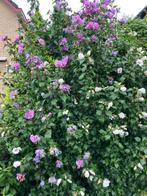 Hibiscus Hoog ca 2 m, Ophalen, Overige soorten, Struik, 100 tot 250 cm