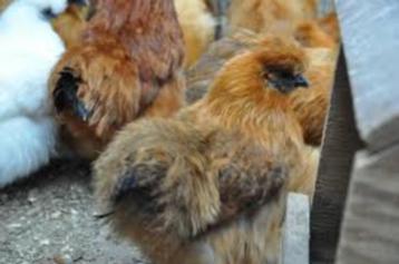Bruine Zijdehoentjes en Bruine Cochin krielkippen. beschikbaar voor biedingen