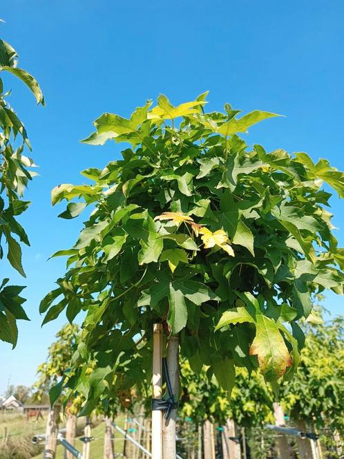 Bolboom | Bolamberboom | Liquidambar gumm ball, Tuin en Terras, Planten | Bomen, Bolboom, 100 tot 250 cm, Halfschaduw, Herfst