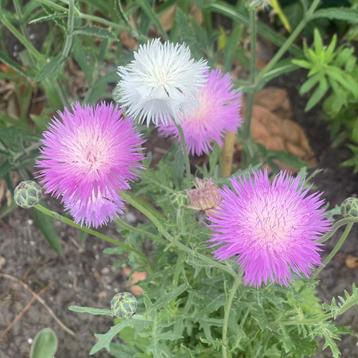 Zaden keizerskorenbloem (Centaurea moschata Imperialis) beschikbaar voor biedingen