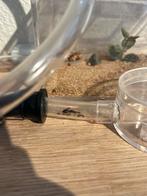 Crematogaster scutellaris, Dieren en Toebehoren