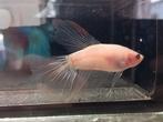 Betta man halfmoon koi, Vis