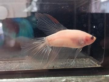 Betta man halfmoon koi beschikbaar voor biedingen