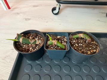 monstera with roots 1EUR each beschikbaar voor biedingen