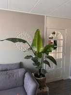 Strelitzia Nicolai (Paradijsvogelplant), Ophalen, Overige soorten, In pot, Bloeiende kamerplant