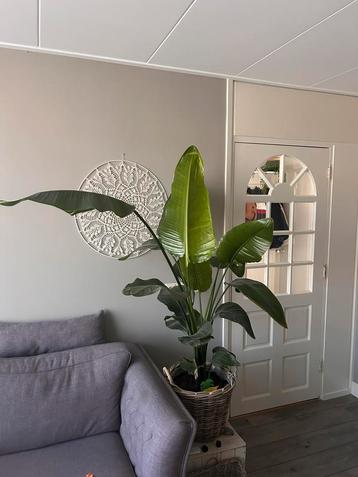 Strelitzia Nicolai (Paradijsvogelplant) beschikbaar voor biedingen