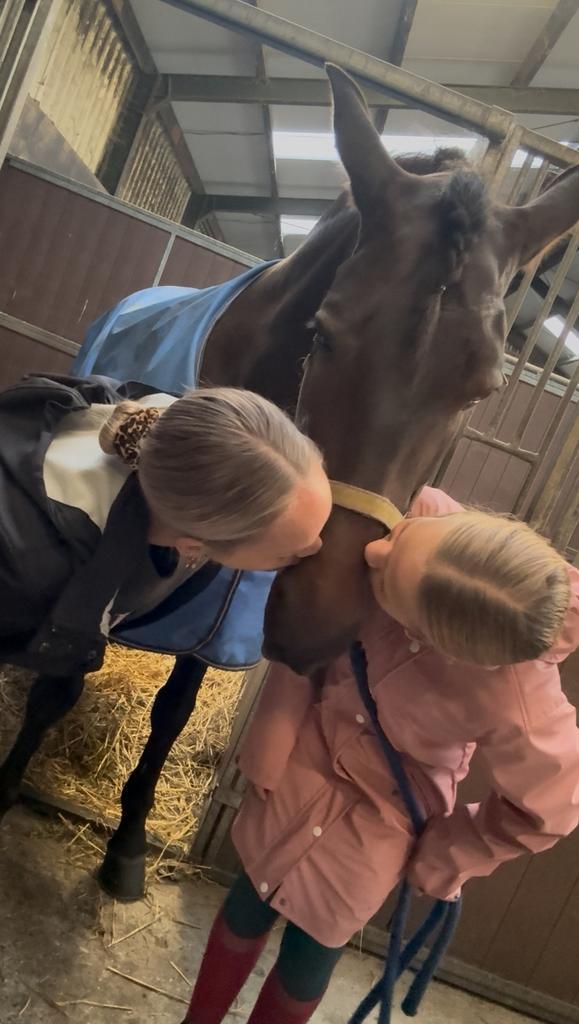 Groot bijrijdpaard gezocht  / bijrijder aangeboden 🖤🤎, Diensten en Vakmensen, Dieren | Paarden | Verzorging, Oppas en Les, Ruiter of Bijrijder