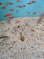 L519, Acistrus Sp. Rio Itenez, algeneter, Dieren en Toebehoren, Vissen | Aquariumvissen, Vis, Zoetwatervis
