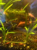 Mooie vuurgarnalen red cherry, Dieren en Toebehoren, Vissen | Aquariumvissen, Vis